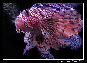 Стратег левого поиска / Проблемное поле / Главная - Русский